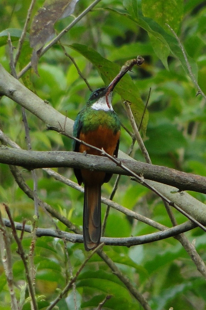 Rufous-tailed Jacamar - Carlos Otávio Gussoni