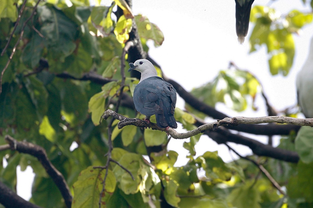 Тихоокеанский плодовый голубь - ML63353841
