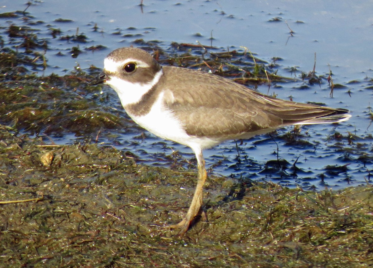 Semipalmated Plover - Rod Higbie