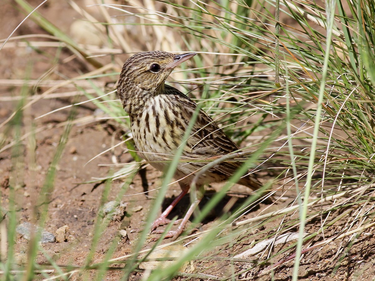 Short-tailed Pipit - Anthus brachyurus - Birds of the World, image size:1200x900