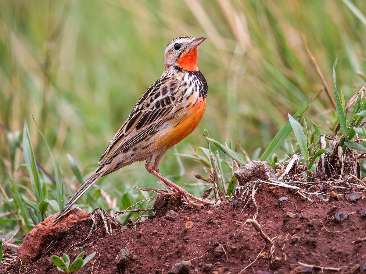 Rosy-throated Longclaw - Macronyx ameliae - Birds of the World, image size:1200x900