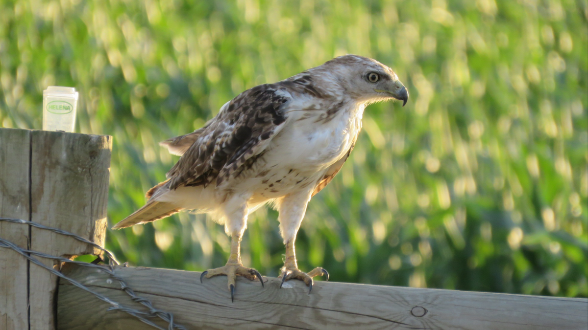Red-tailed Hawk - Ruben  Stoll