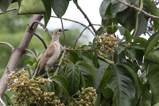  - Timor Friarbird