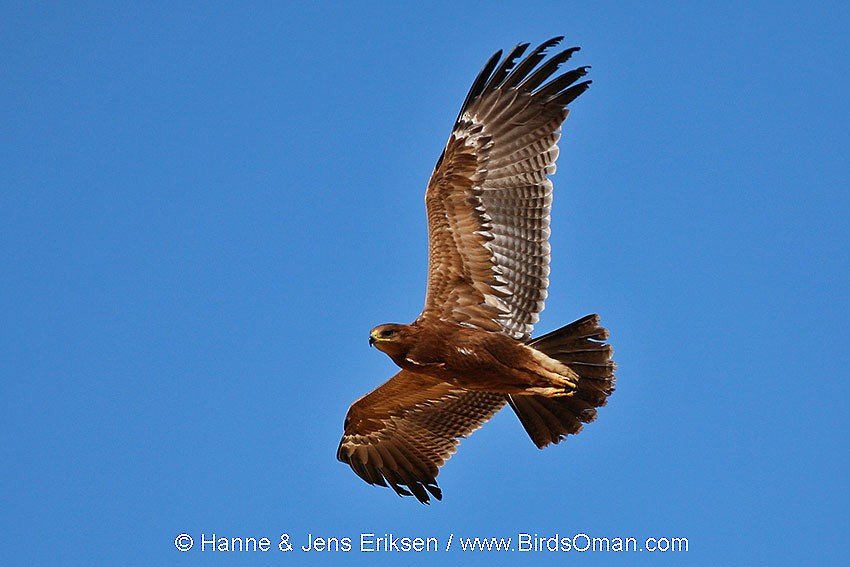 Lesser Spotted Eagle - Jens Eriksen