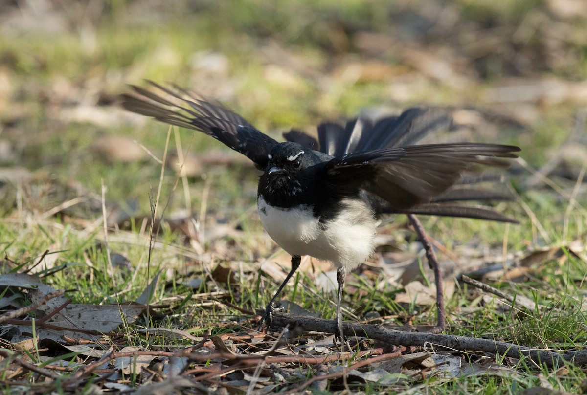 Willie-wagtail - Sonja Ross