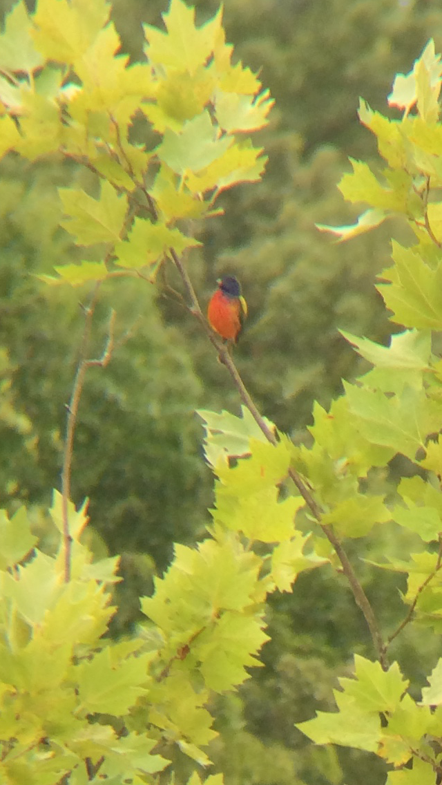 Painted Bunting - Caine Kelso