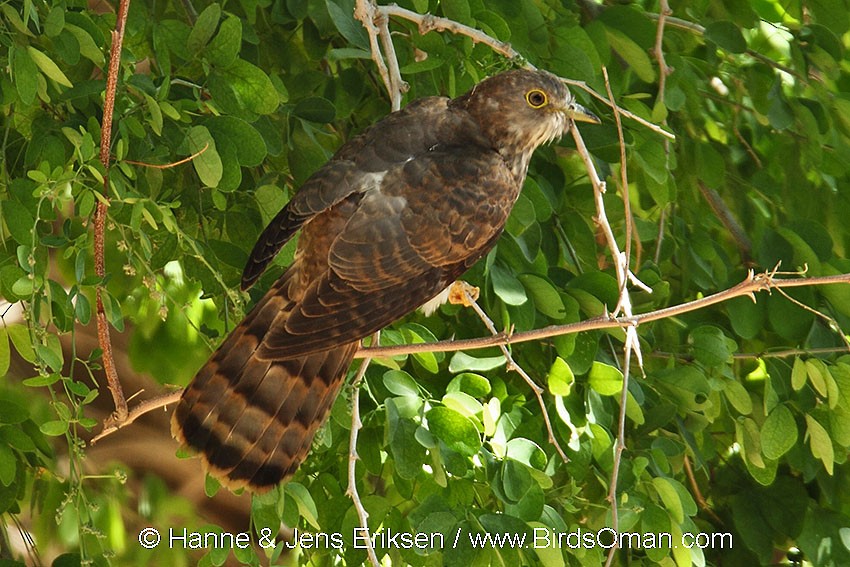 Common Hawk-Cuckoo - Jens Eriksen