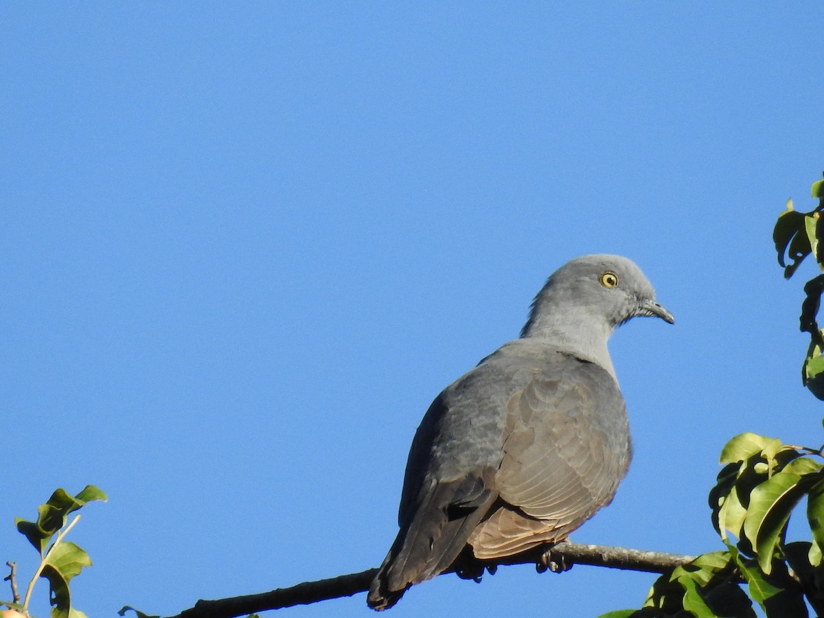 Тиморский плодовый голубь - ML63359671