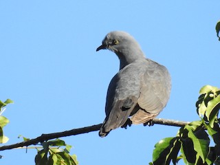  - Timor Imperial-Pigeon