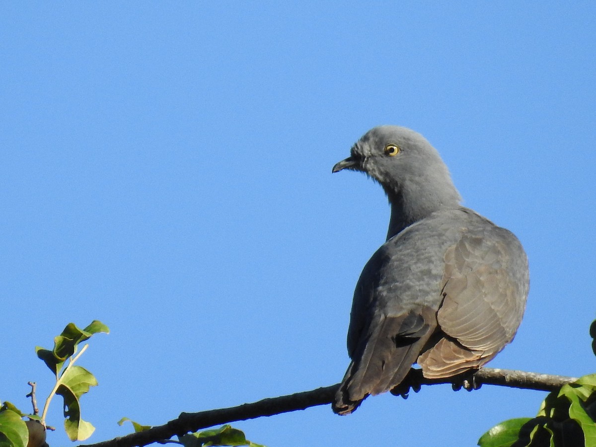 Timor Imperial-Pigeon - Pam Rasmussen