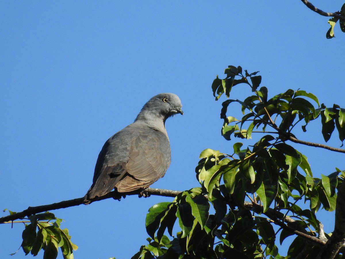 Тиморский плодовый голубь - ML63359711