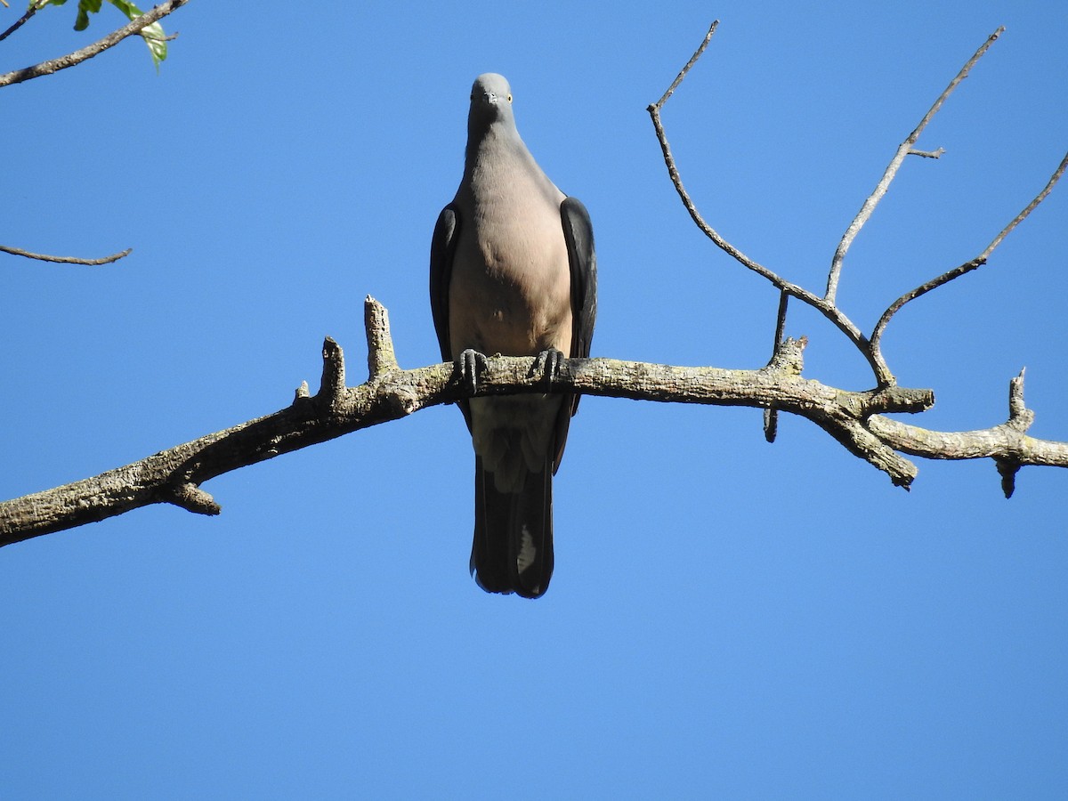 Timor Imperial-Pigeon - ML63359731