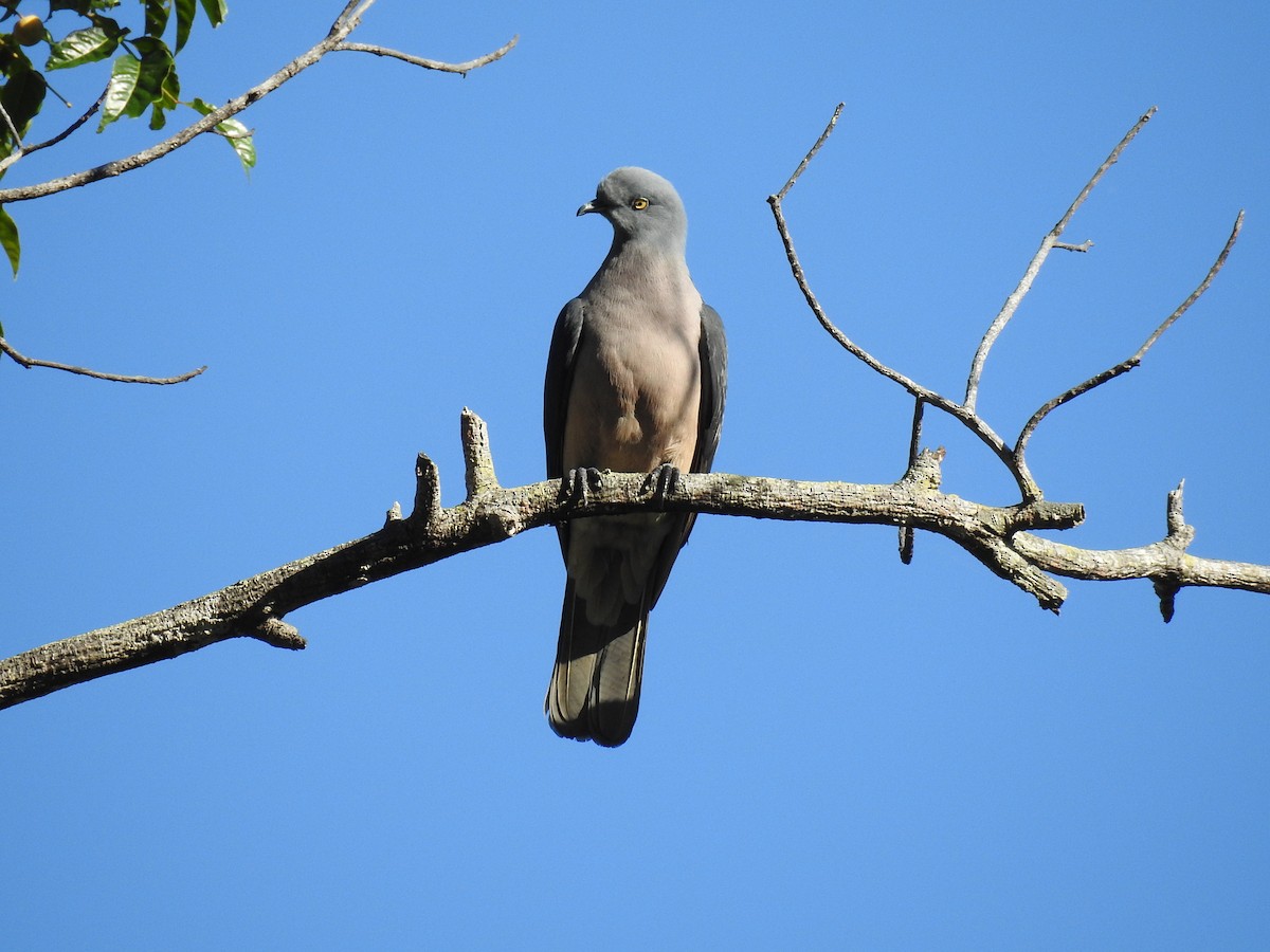 Timor Imperial-Pigeon - ML63359741