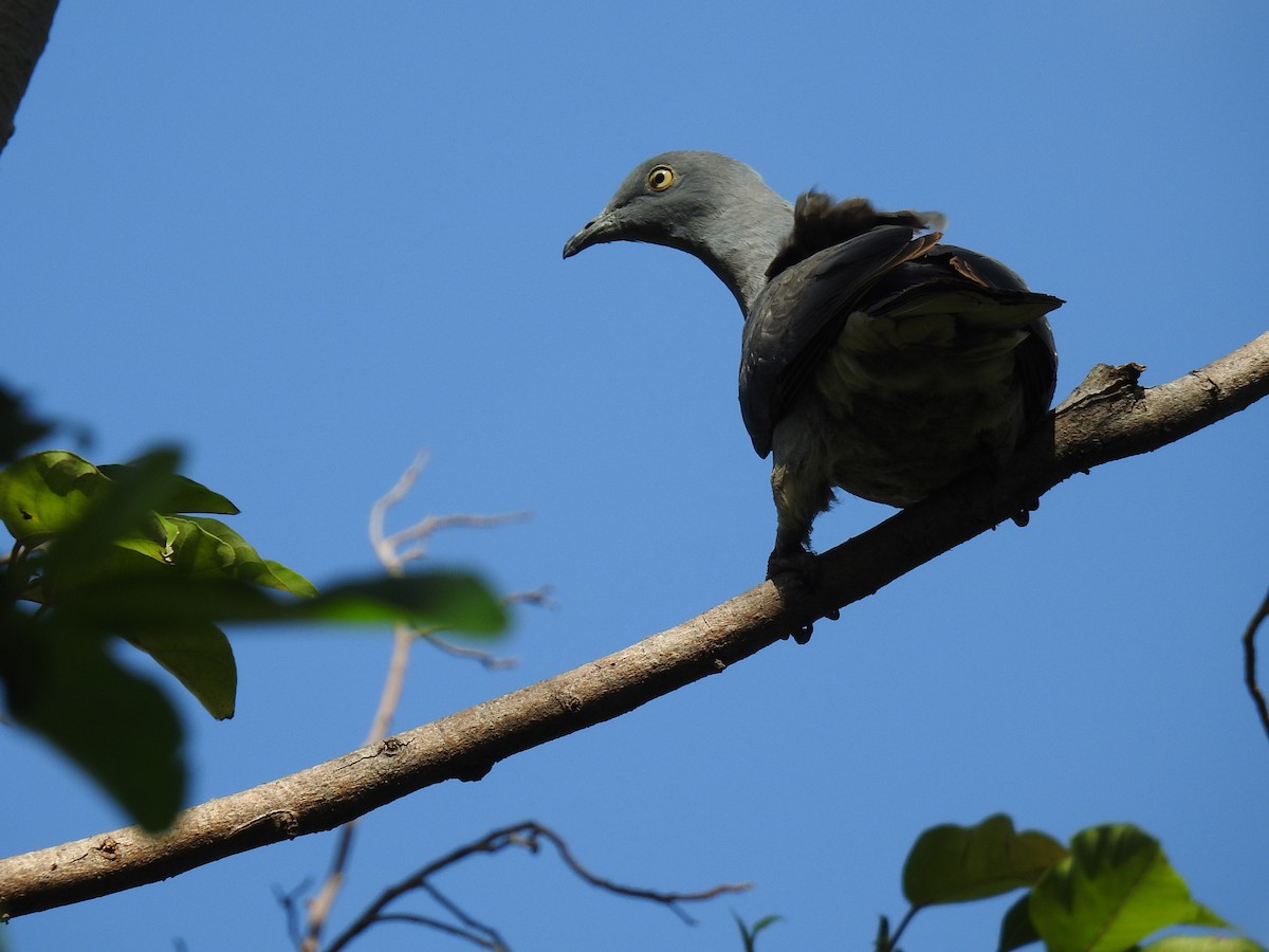 Тиморский плодовый голубь - ML63359751