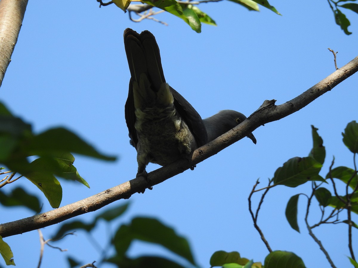 Тиморский плодовый голубь - ML63359761