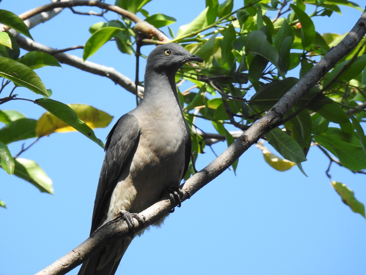 Timor Imperial-Pigeon - Pam Rasmussen