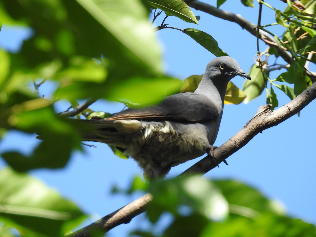 Тиморский плодовый голубь - ML63359781