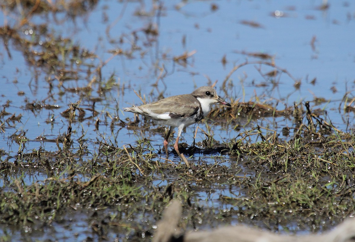 Red-kneed Dotterel - ML63360741
