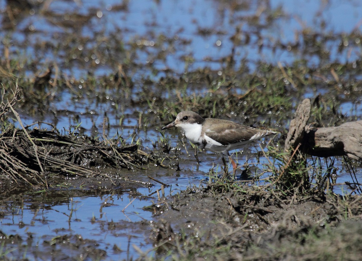 Red-kneed Dotterel - ML63360771