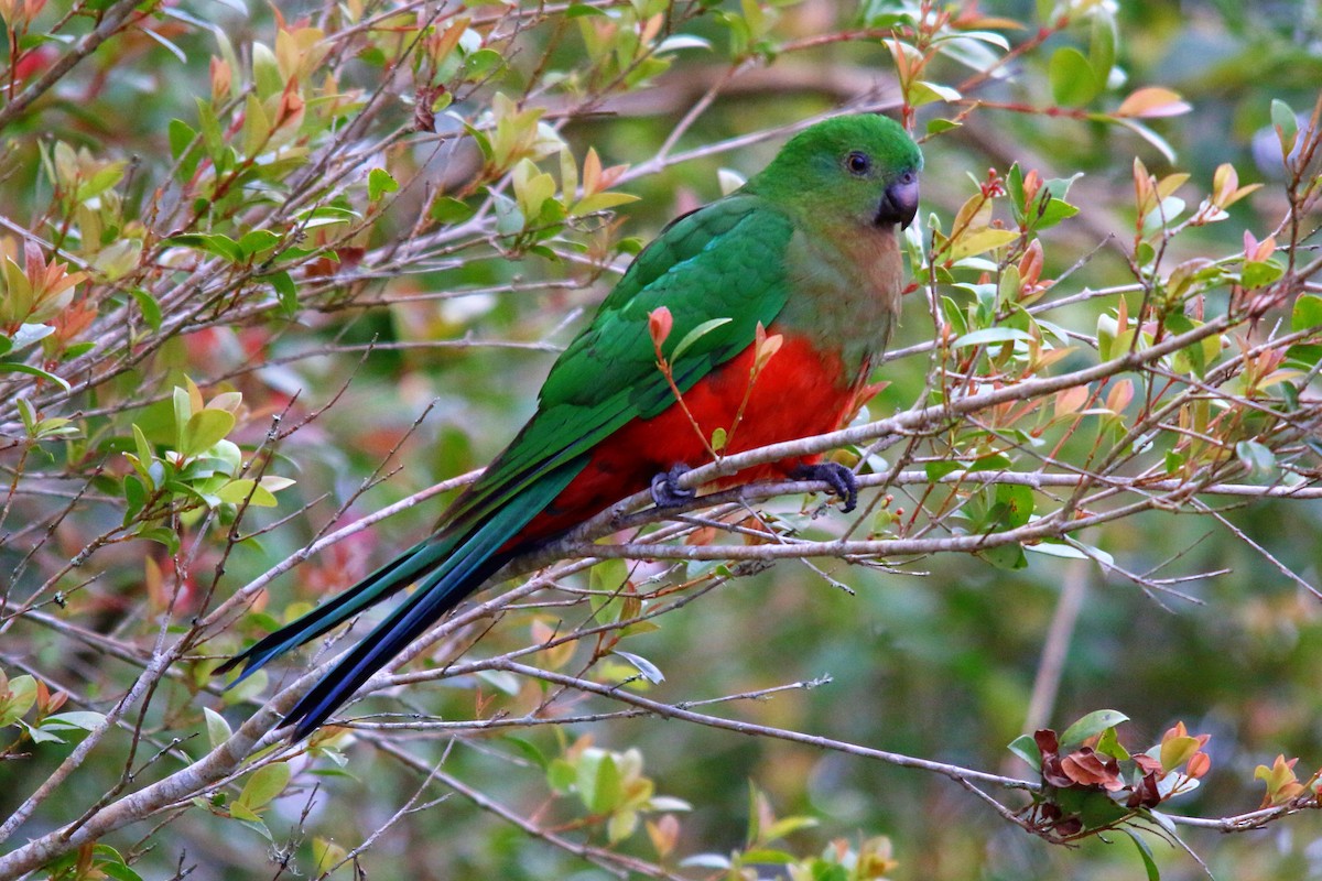Australian King-Parrot - Alan Atkinson
