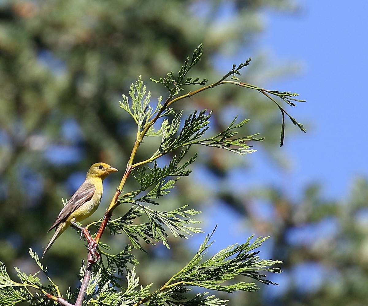 Western Tanager - ML63361681