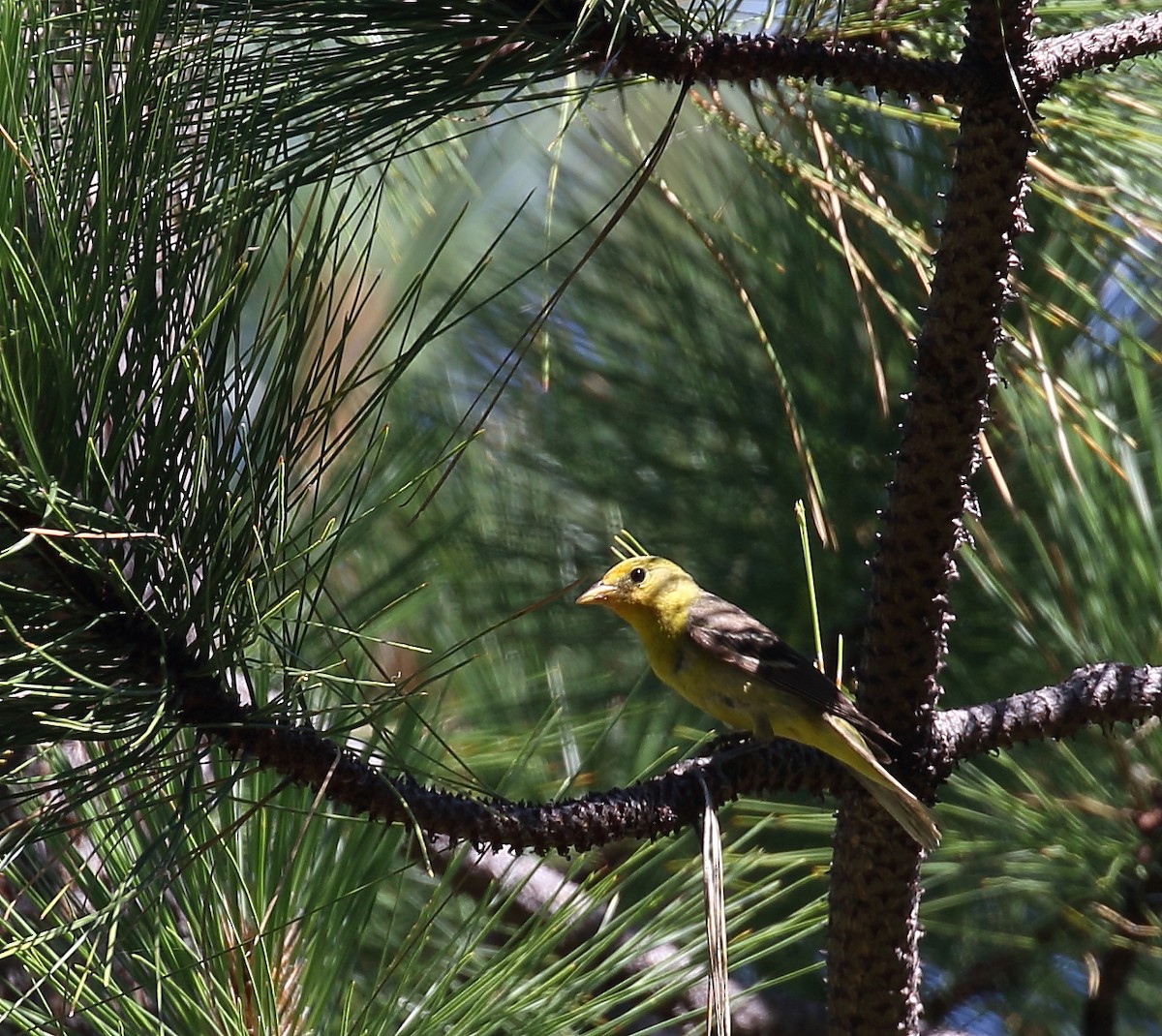 Western Tanager - ML63361771