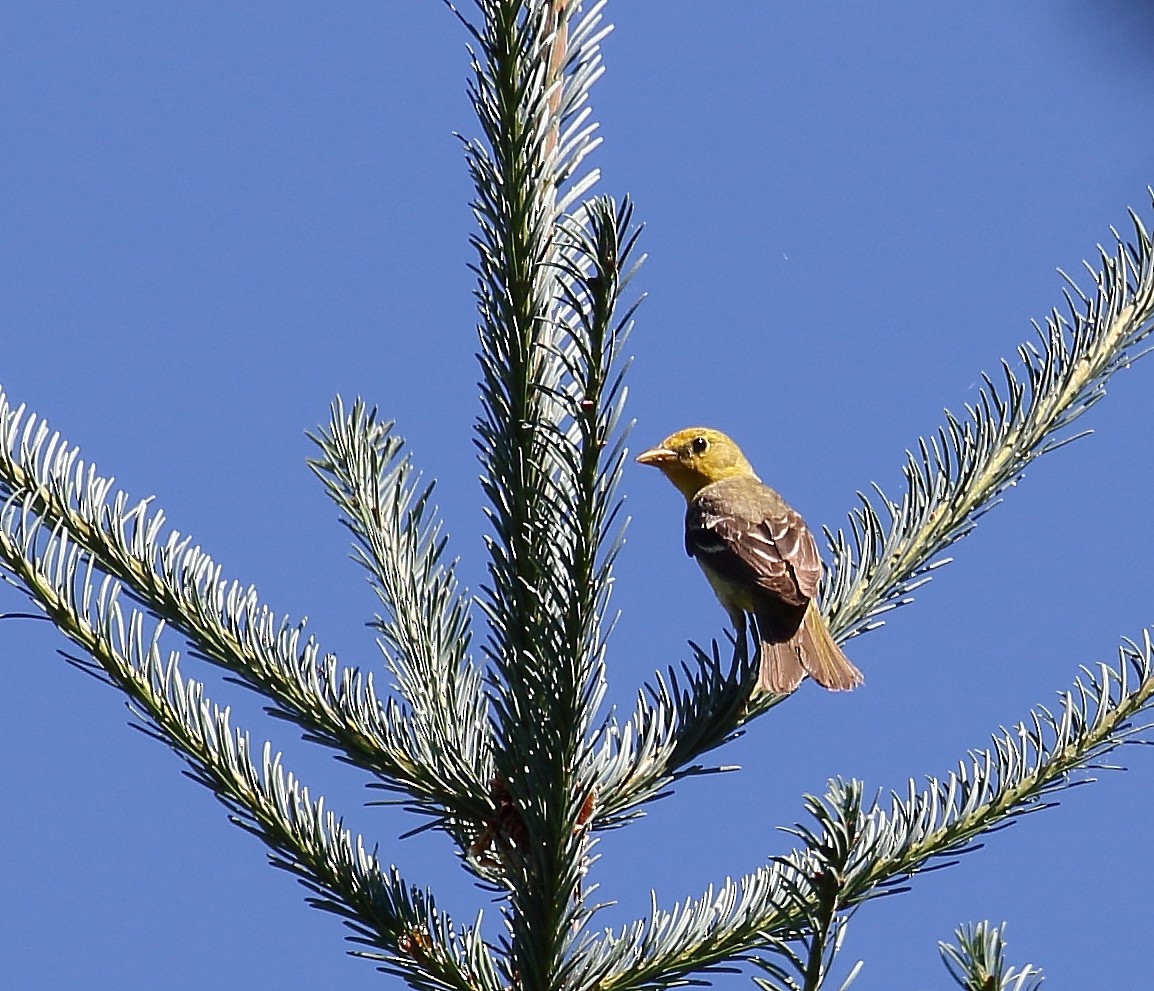 Western Tanager - ML63361871