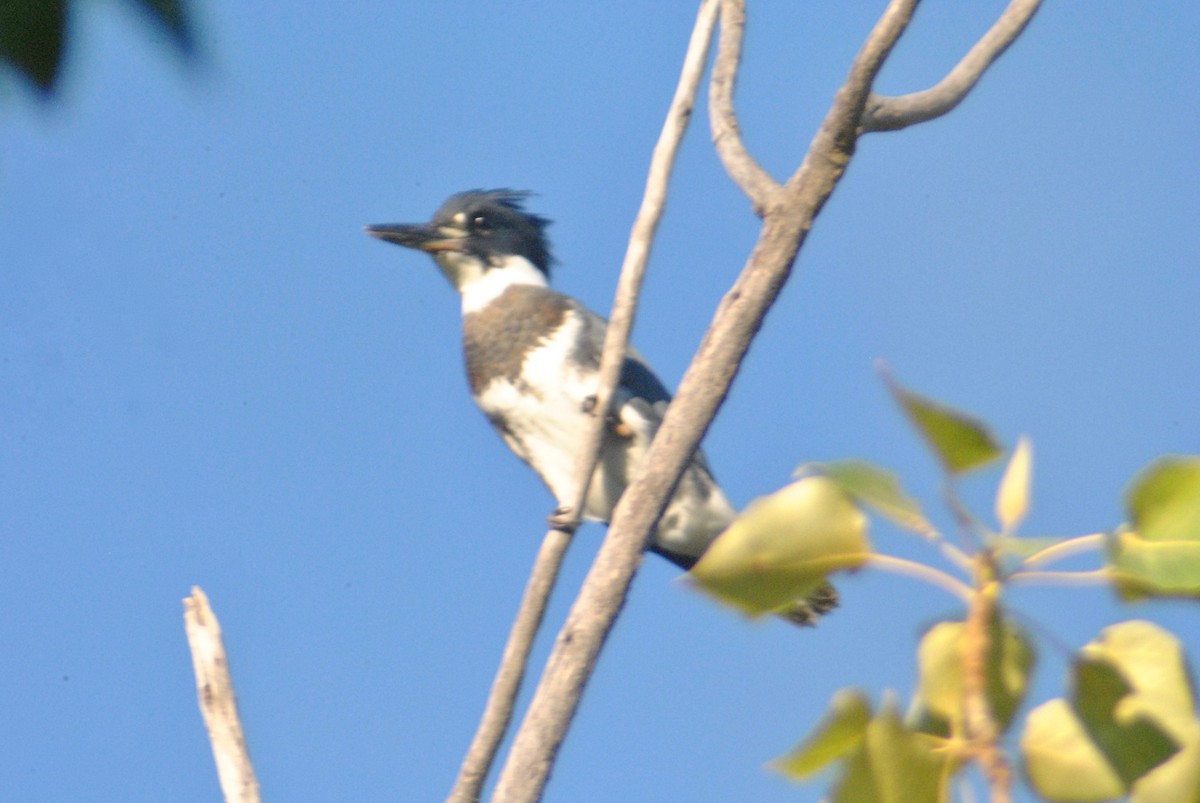 Belted Kingfisher - Sean Cozart