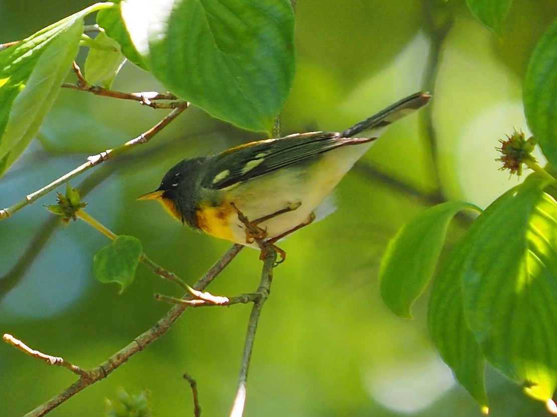 Northern Parula - Mary Rutherford