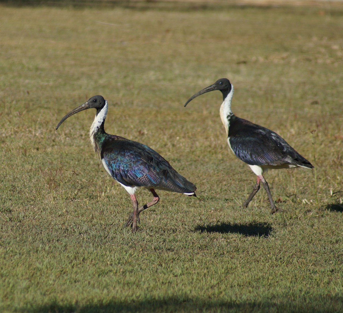 ibis slámokrký - ML63363571