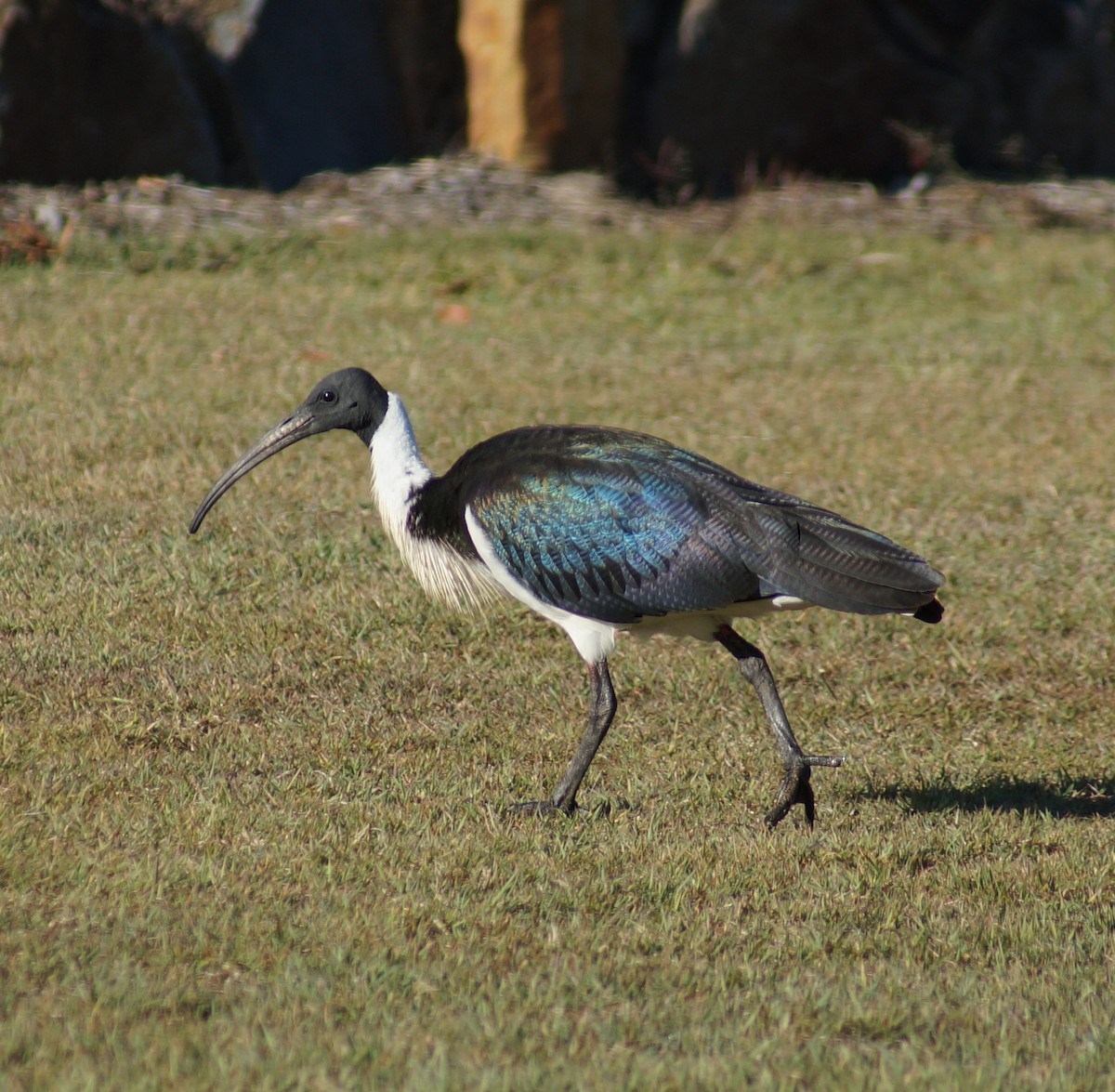 ibis slámokrký - ML63363581