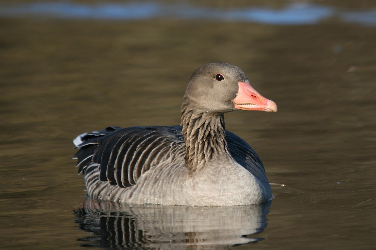 Graylag Goose (European) - ML63364061