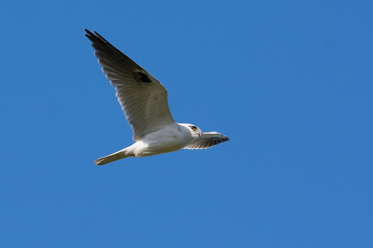 Black-shouldered Kite - John  Van Doorn