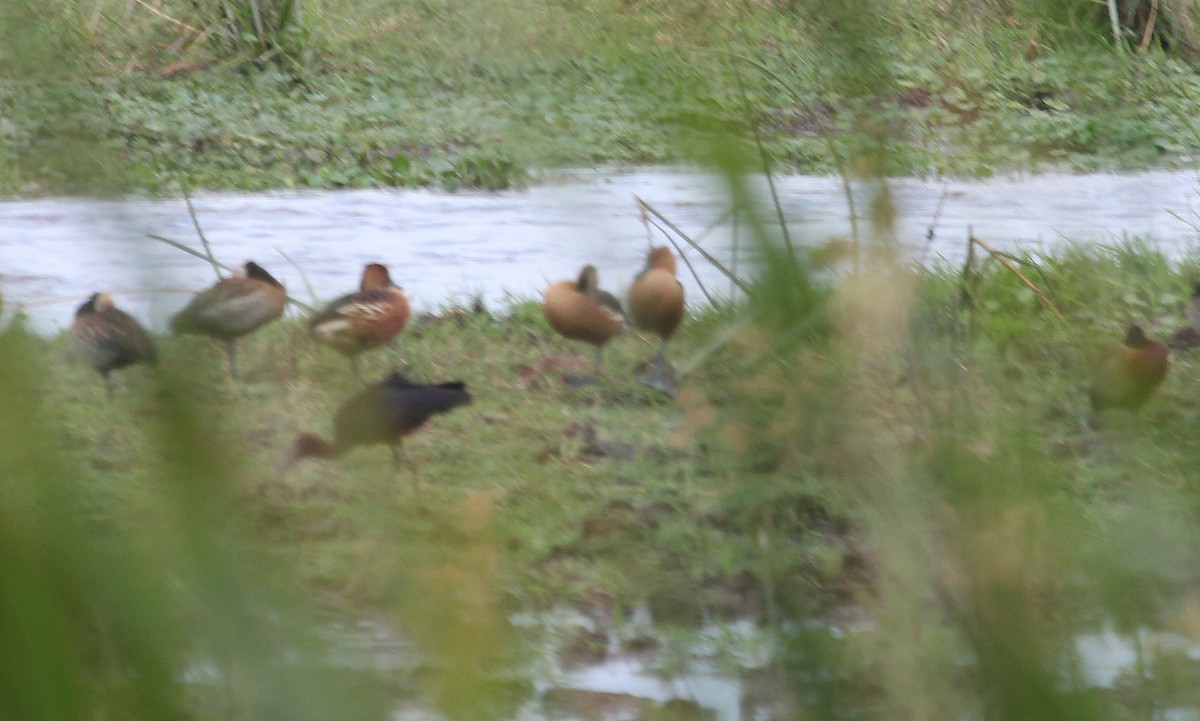 Fulvous Whistling-Duck - ML63366111