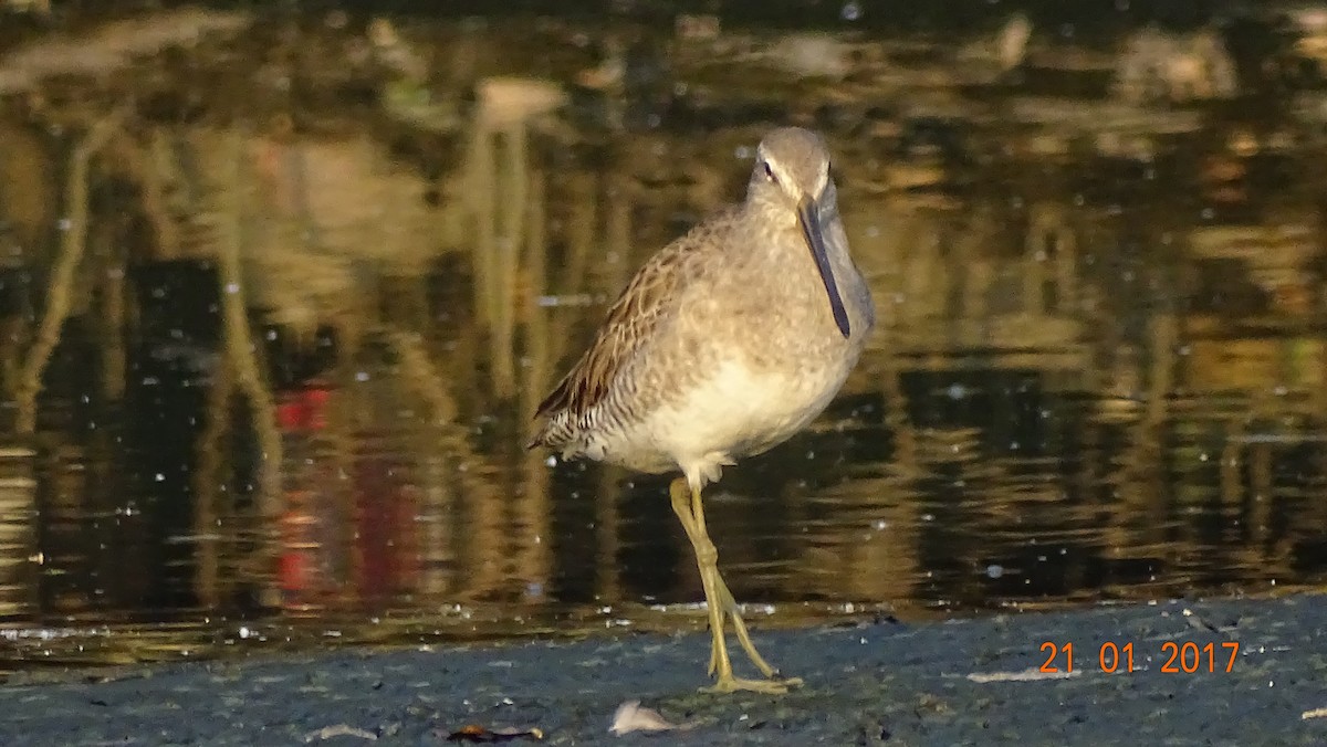 Long-billed Dowitcher - ML63368731