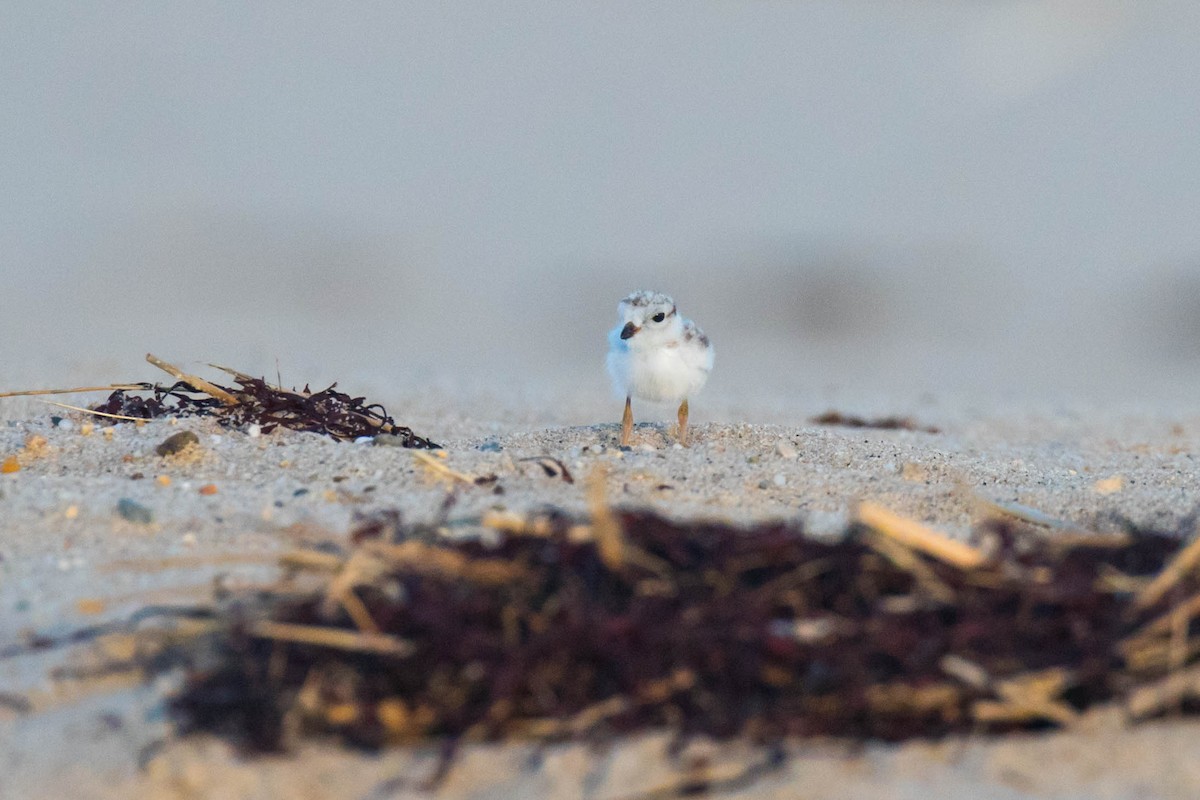 Piping Plover - ML63371051