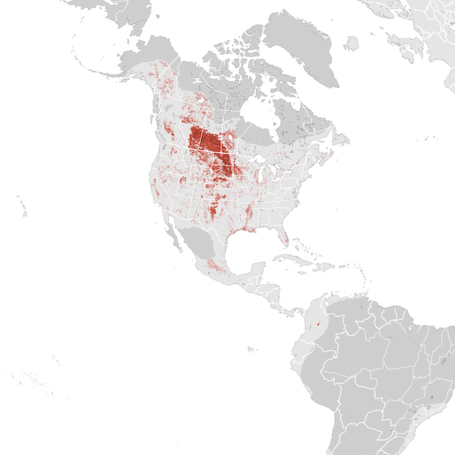 Abundance Map