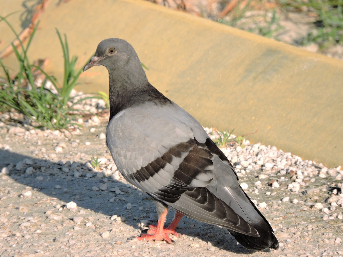 Rock Pigeon (Feral Pigeon) - S. K.  Jones