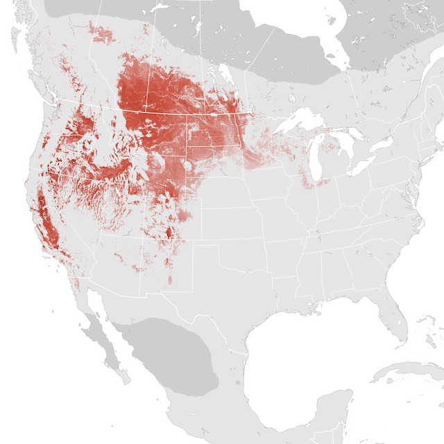 Abundance Map