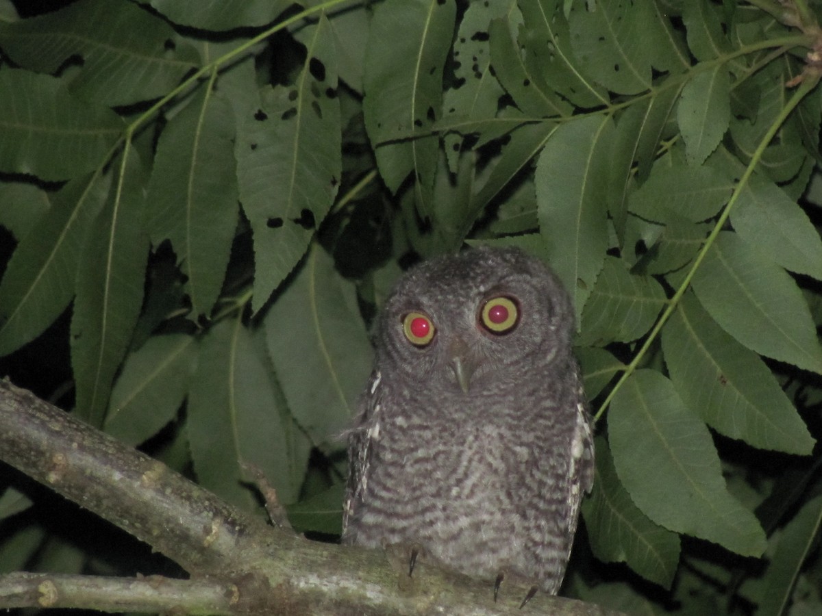 Eastern Screech-Owl - ML63372501