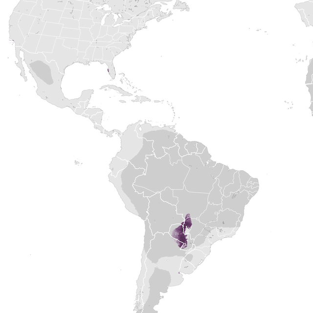 Abundance Map