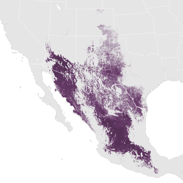 Abundance Map