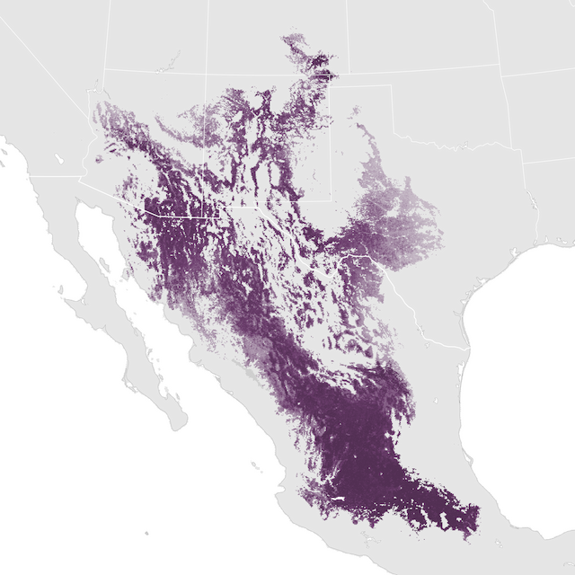Abundance Map