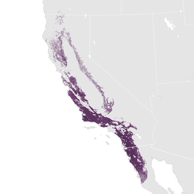 Abundance Map
