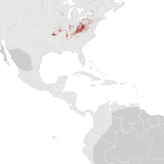 Abundance Map