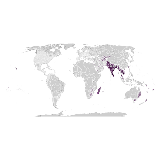 Abundance Map