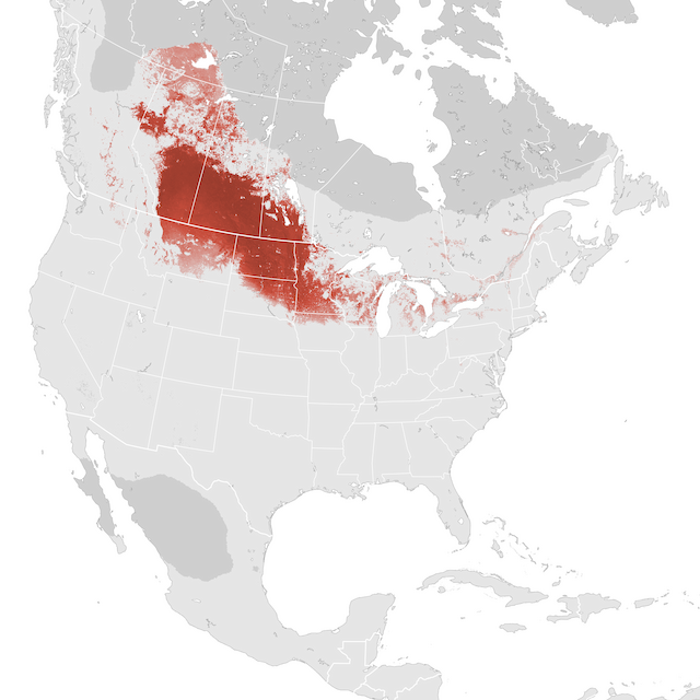 Abundance Map
