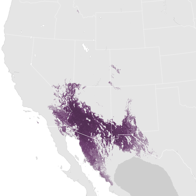 Abundance Map