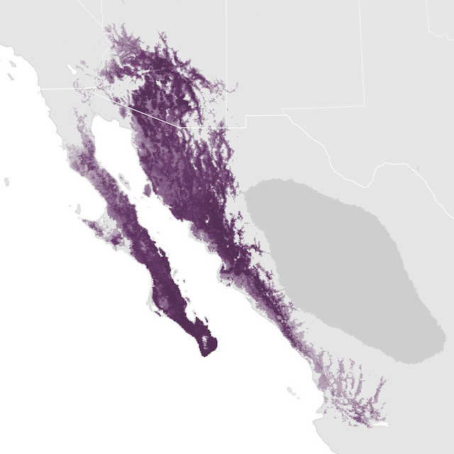 Abundance Map