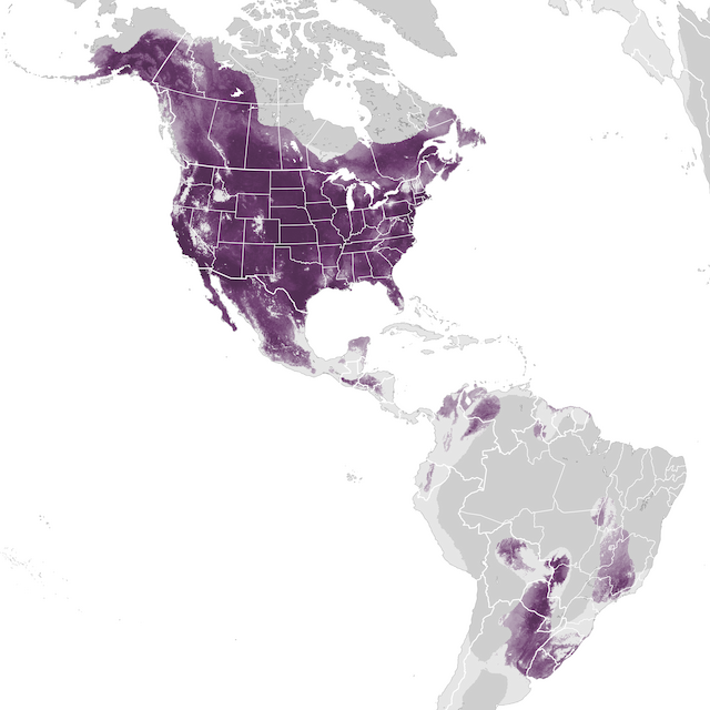 Abundance Map